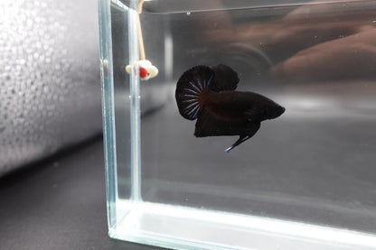 Black Betta Fish (Male)