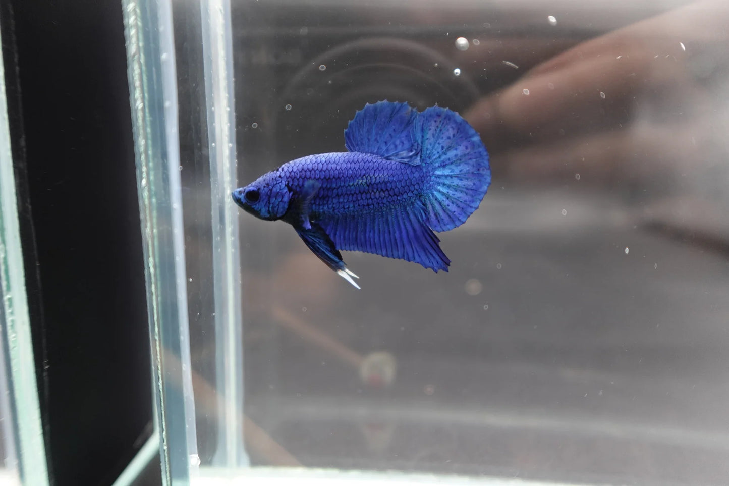 Navy Blue Betta Fish (Male)