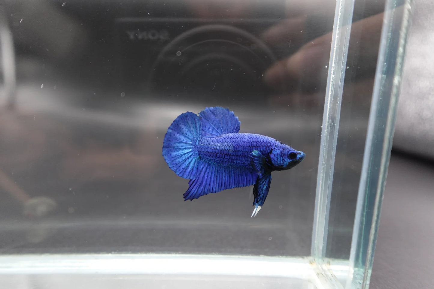 Navy Blue Betta Fish (Male)