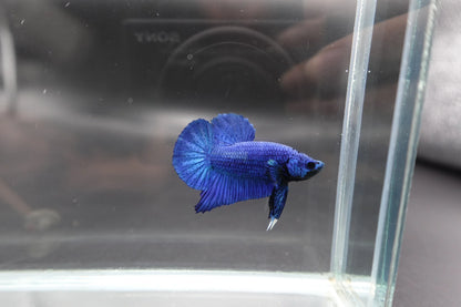 Navy Blue Betta Fish (Male)