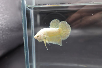 Gold Betta Fish (Male)