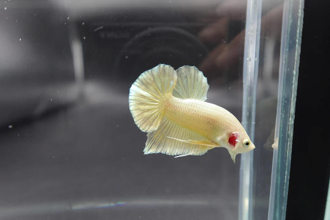 Gold Betta Fish (Male)