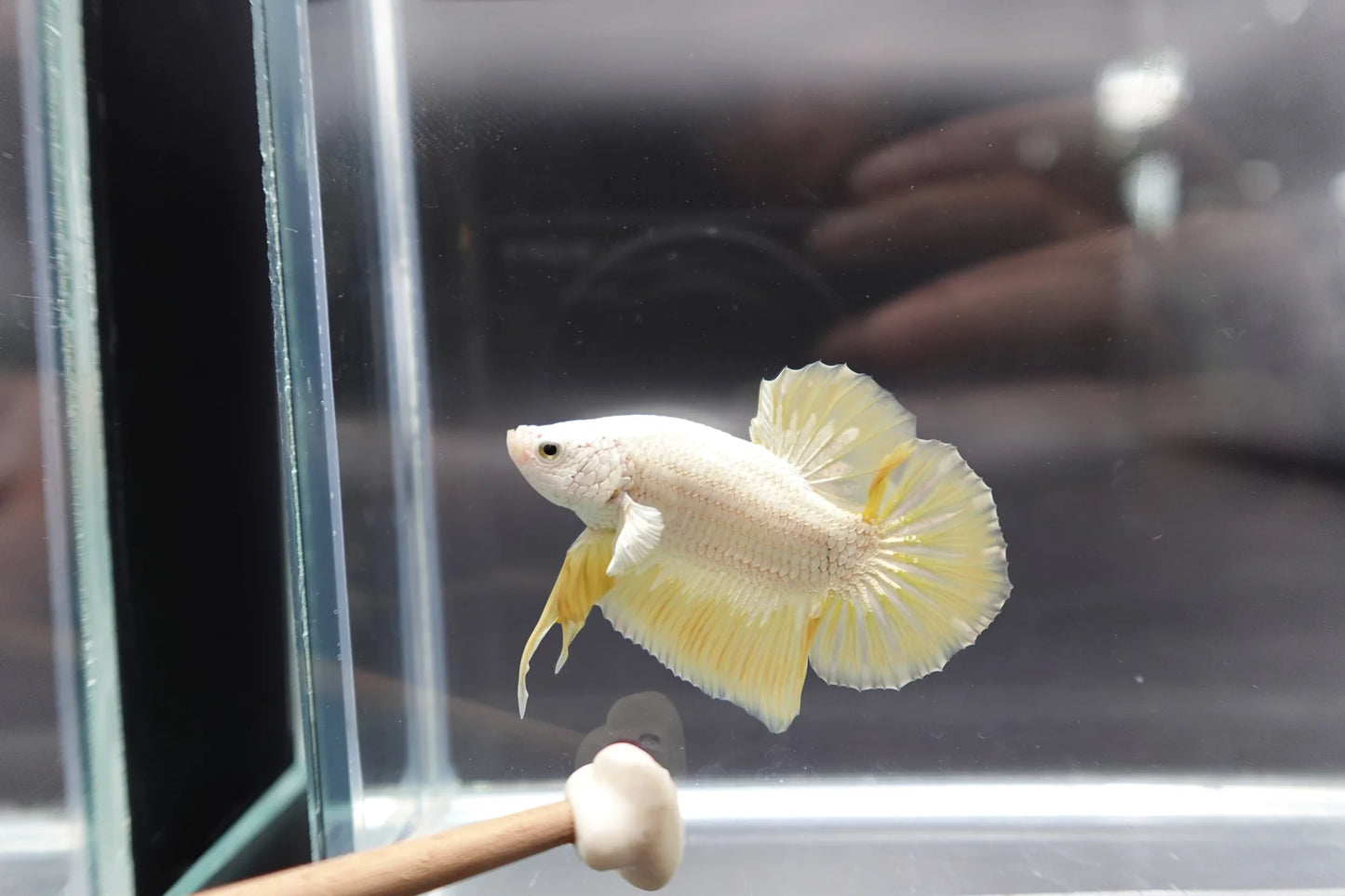Yellow Dragon Scale Betta Fish (Male)