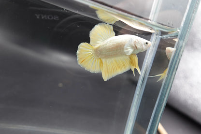 Yellow Dragon Scale Betta Fish (Male)