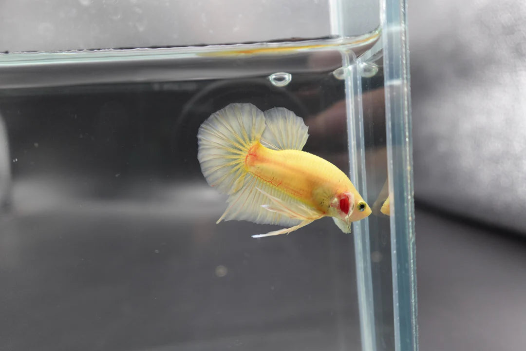 Vivid Yellow Betta Fish (Male)