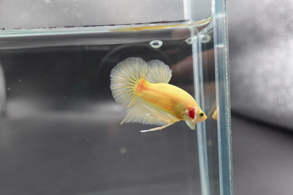 Vivid Yellow Betta Fish (Male)