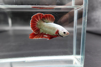 Rare Giant Copper Red Fin Betta Fish (Male)