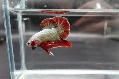 Rare Giant Copper Red Fin Betta Fish (Male)