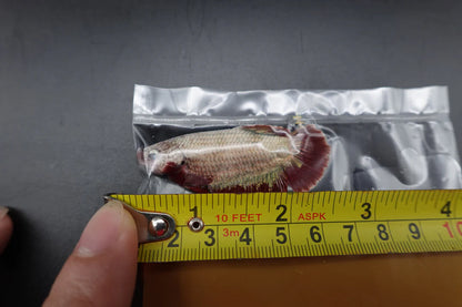 Rare Giant Copper Red Fin Betta Fish (Male)