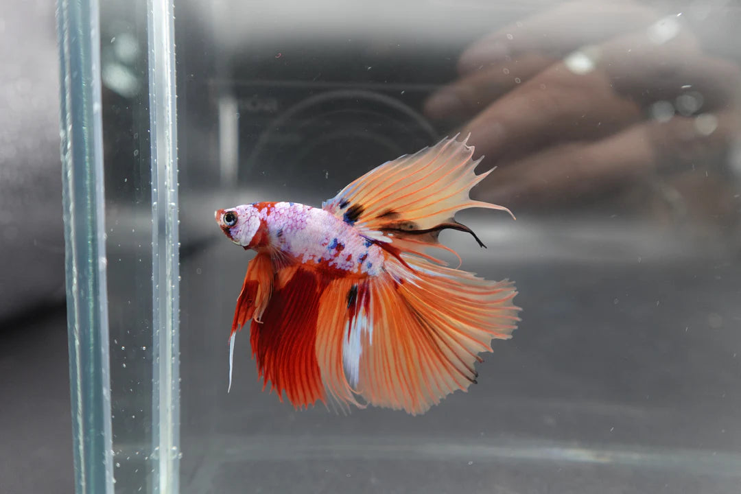 Rare Halfmoon Multicolors Betta Fish (Male)