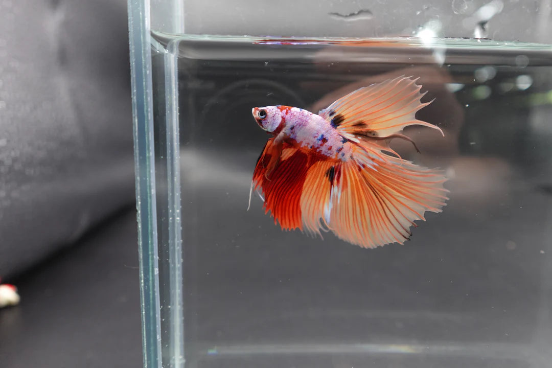 Rare Halfmoon Multicolors Betta Fish (Male)