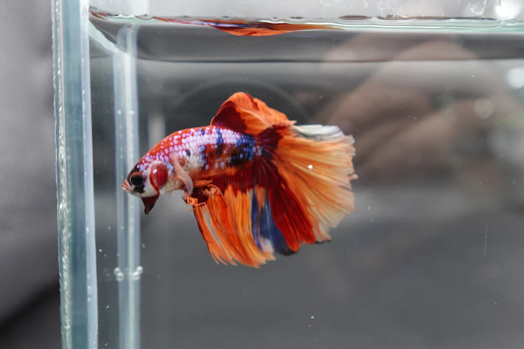 Rare Halfmoon Multicolors Betta Fish (Male)