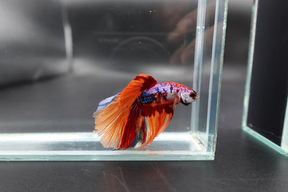 Rare Halfmoon Multicolors Betta Fish (Male)