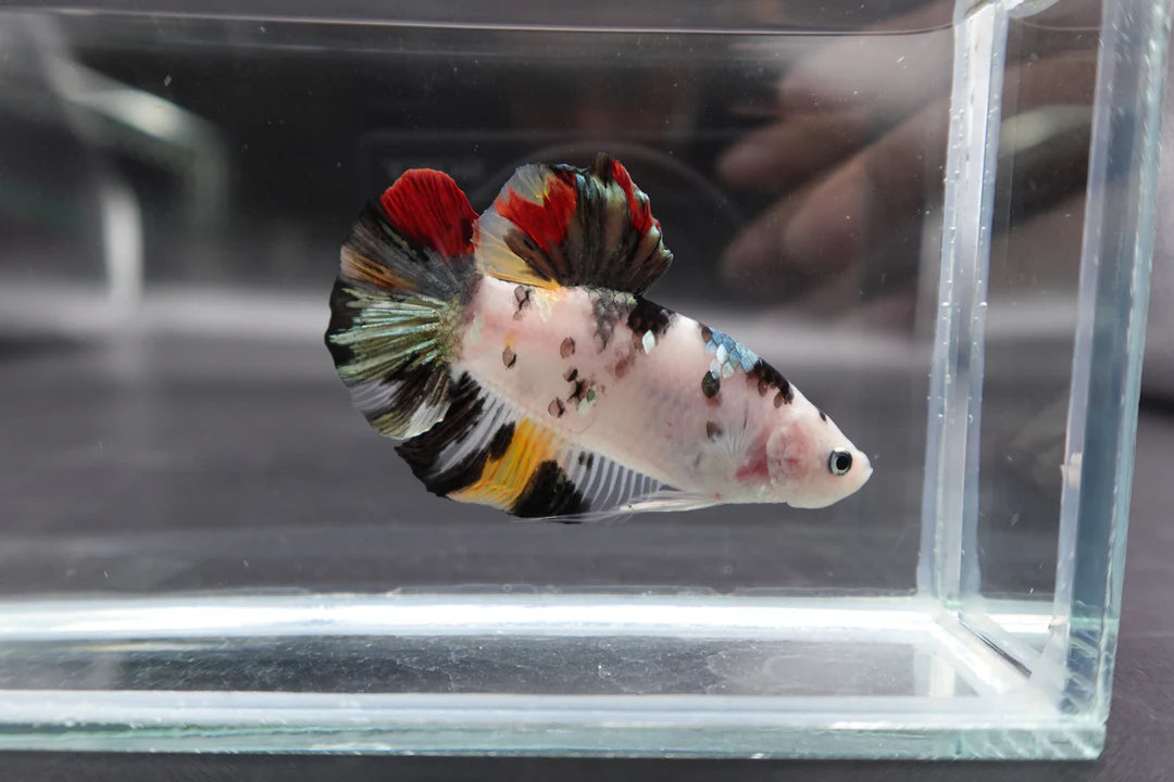 Competition Giant Multicolors Betta Fish (Male)