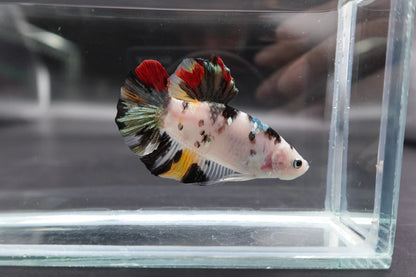 Competition Giant Multicolors Betta Fish (Male)