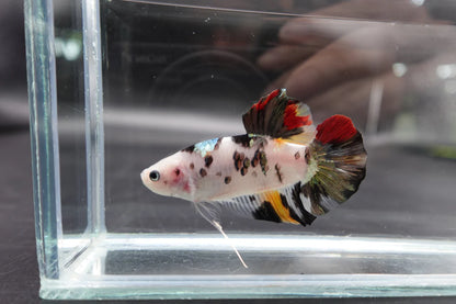 Competition Giant Multicolors Betta Fish (Male)