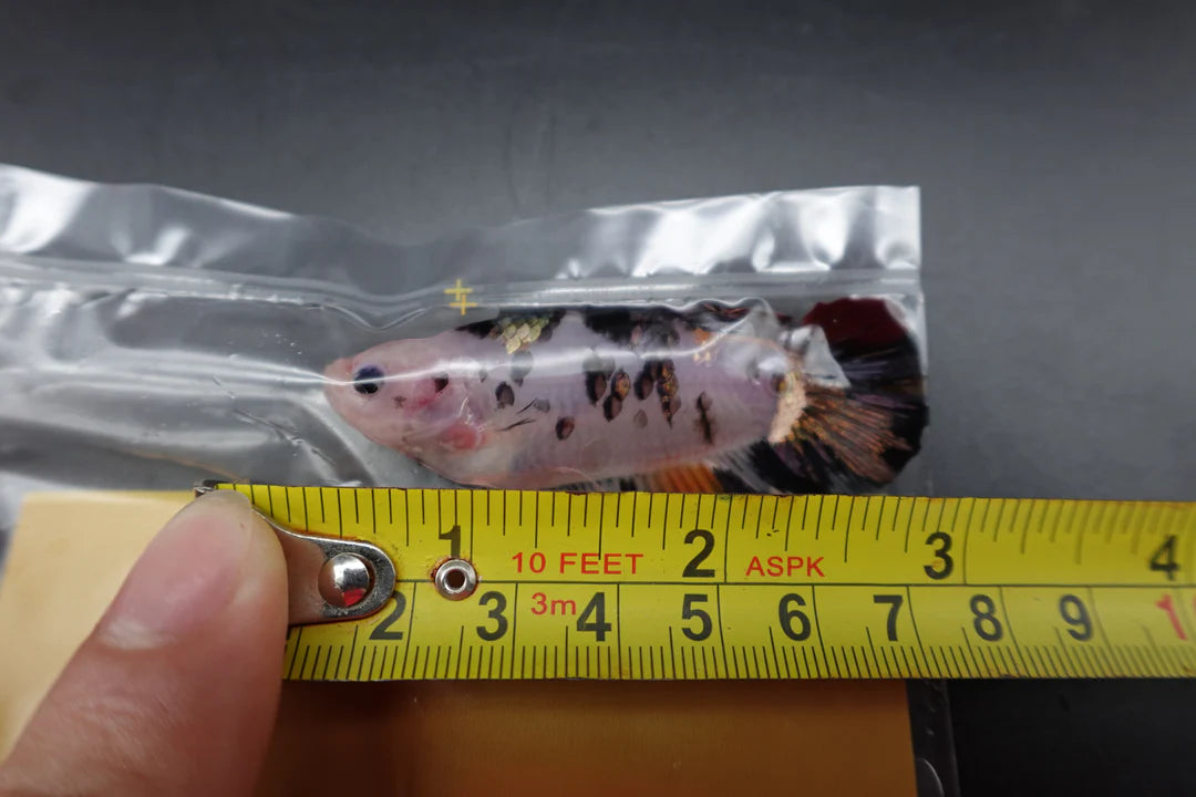 Competition Giant Multicolors Betta Fish (Male)