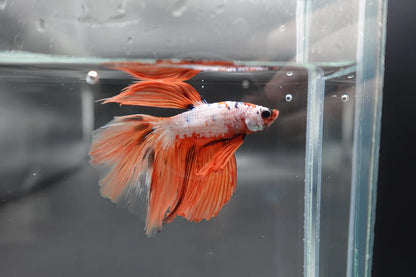 Rare Halfmoon Multicolors Betta Fish (Male)