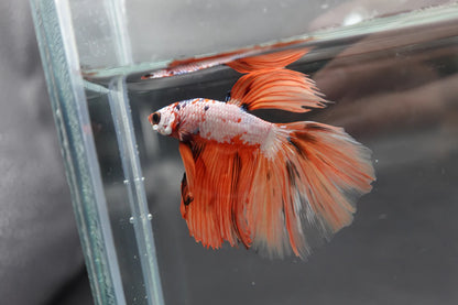 Rare Halfmoon Multicolors Betta Fish (Male)