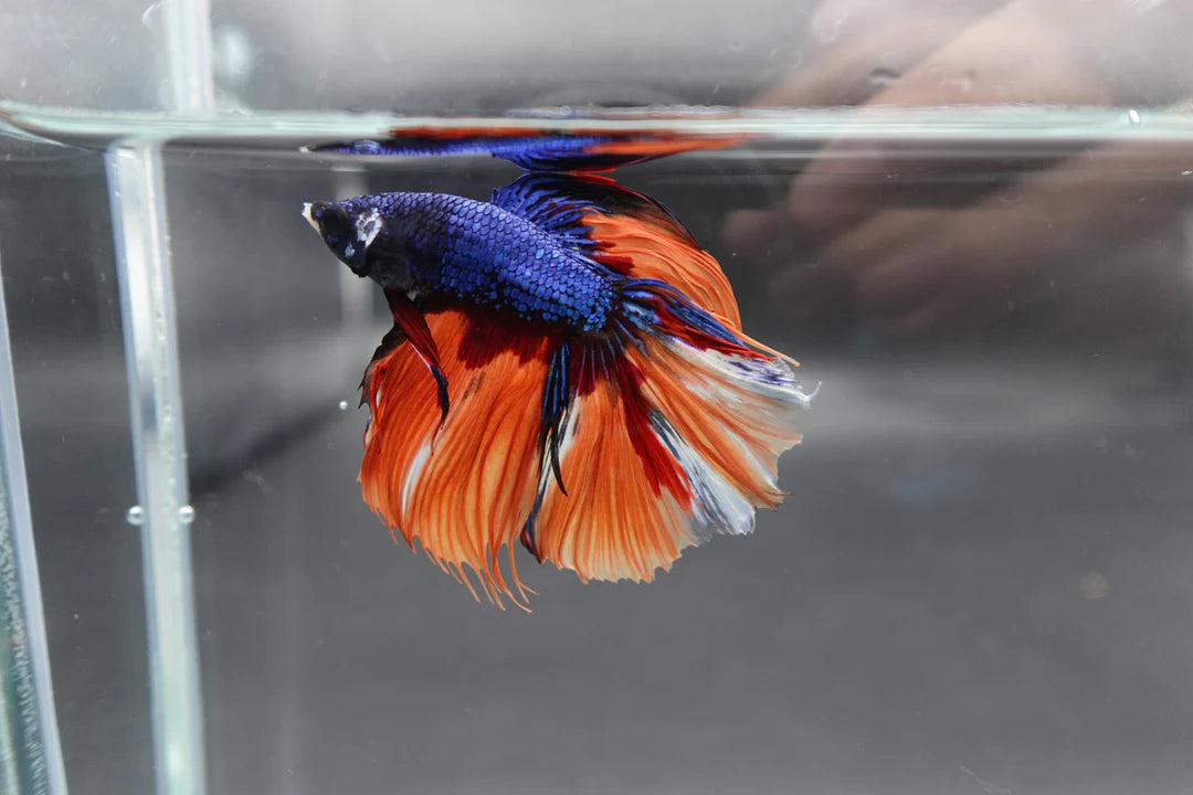 Rare Halfmoon Multicolors Betta Fish (Male)