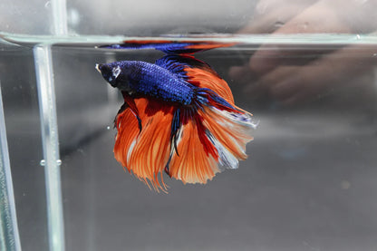 Rare Halfmoon Multicolors Betta Fish (Male)