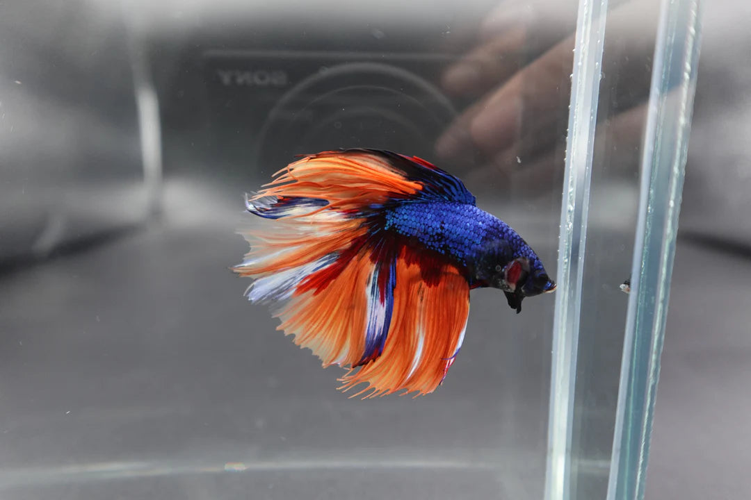 Rare Halfmoon Multicolors Betta Fish (Male)