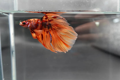 Rare Halfmoon Multicolors Betta Fish (Male)