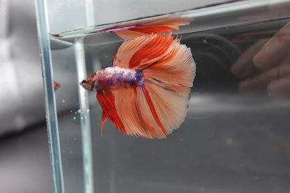 Rare Fullmoon Multicolors Betta Fish (Male)