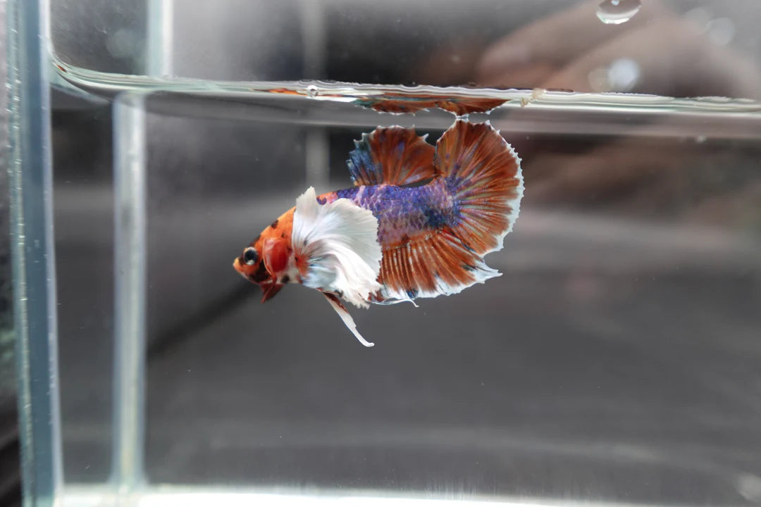 Rare Dumbo Koi Multicolors Betta Fish (Male)