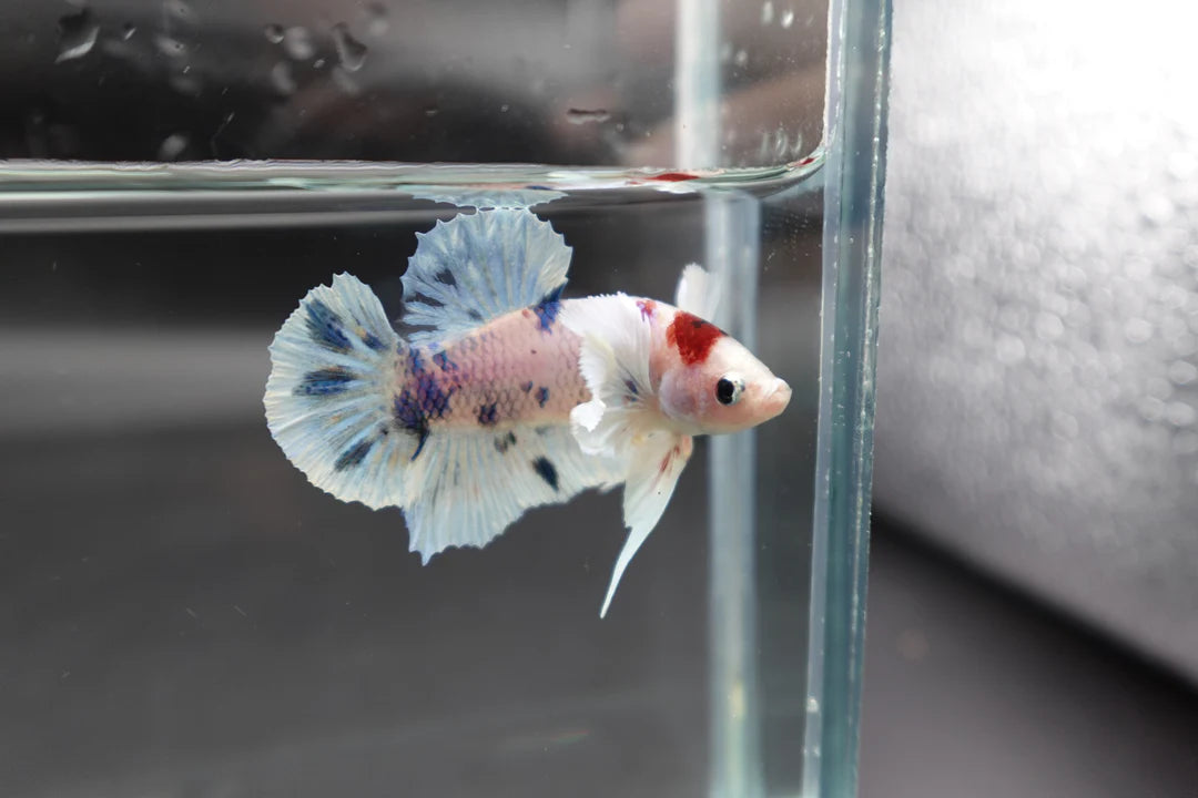 Rare Dumbo Koi Tanjo Betta Fish (Male)