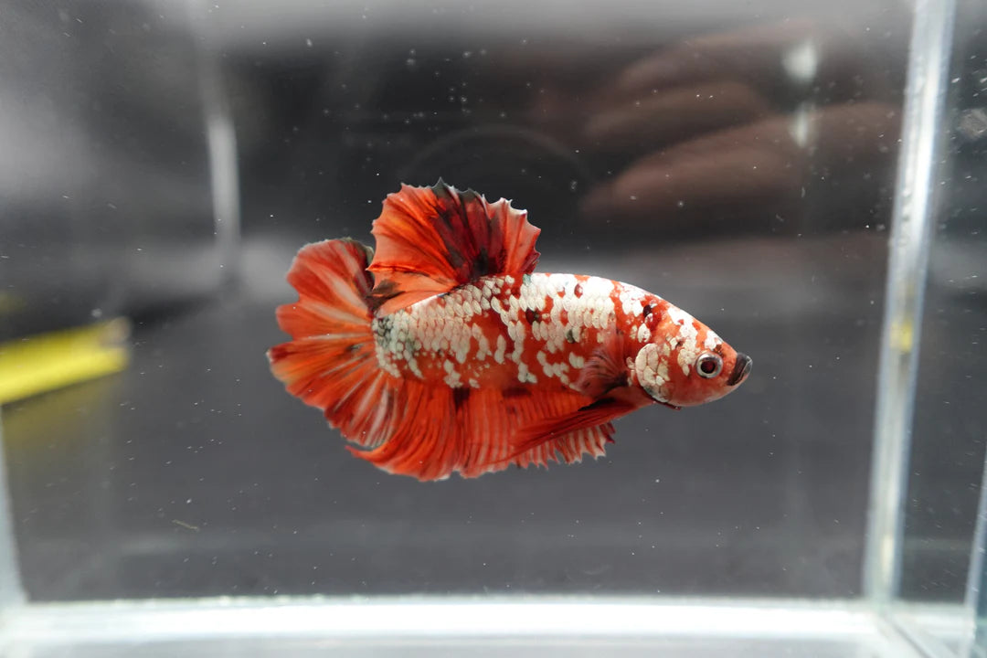 Rare Giant Red Copper Betta Fish (Male)