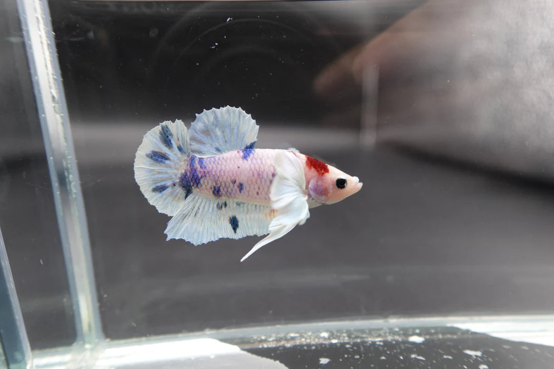 Rare Dumbo Koi Tanjo Betta Fish (Male)