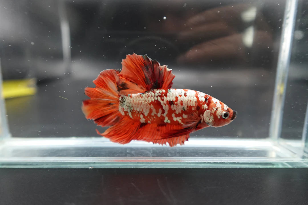 Rare Giant Red Copper Betta Fish (Male)