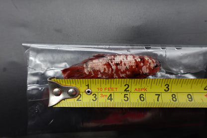 Rare Giant Red Copper Betta Fish (Male)