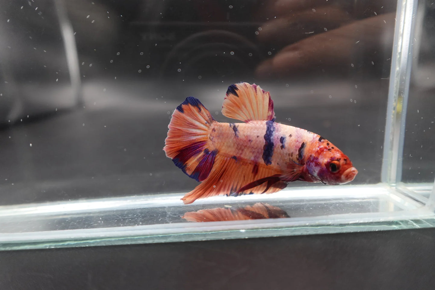 Rare Giant Multicolors Betta Fish (Male)