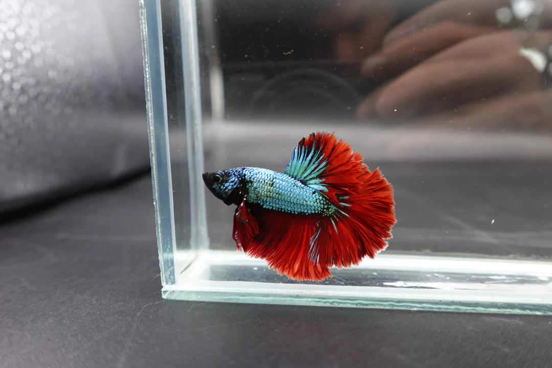 Rare Halfmoon Copper With Red Tail Betta Fish (Male)