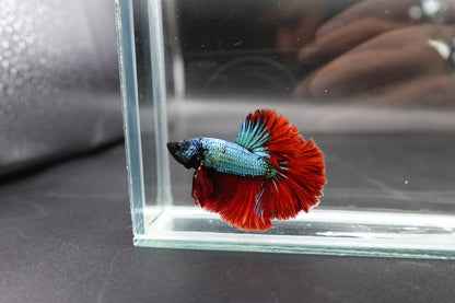 Rare Halfmoon Copper With Red Tail Betta Fish (Male)