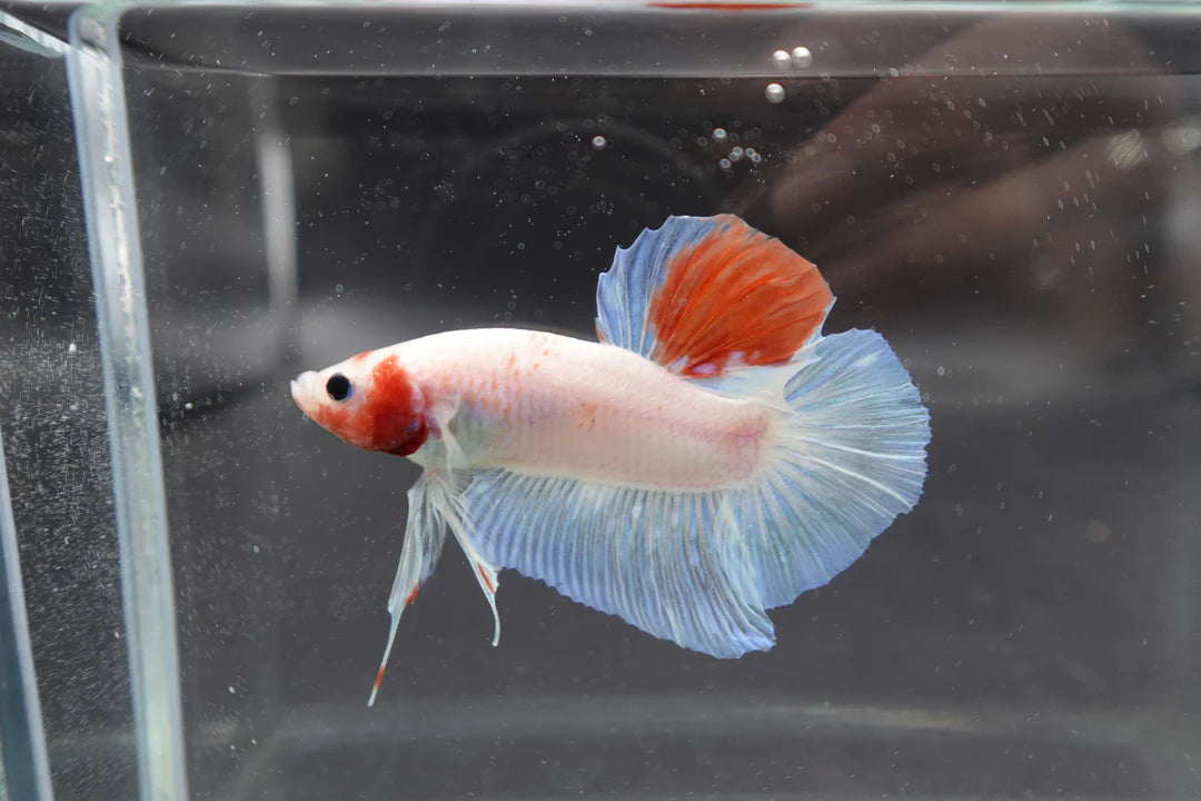 Competition Giant Koi Betta Fish (MALE)
