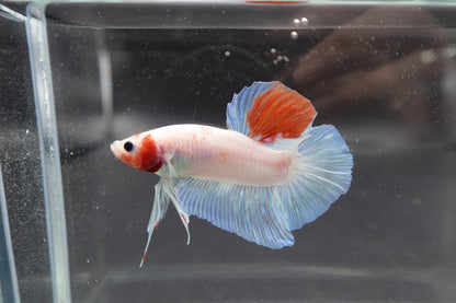 Competition Giant Koi Betta Fish (MALE)
