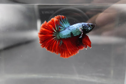 Rare Halfmoon Copper With Red Tail Betta Fish (Male)