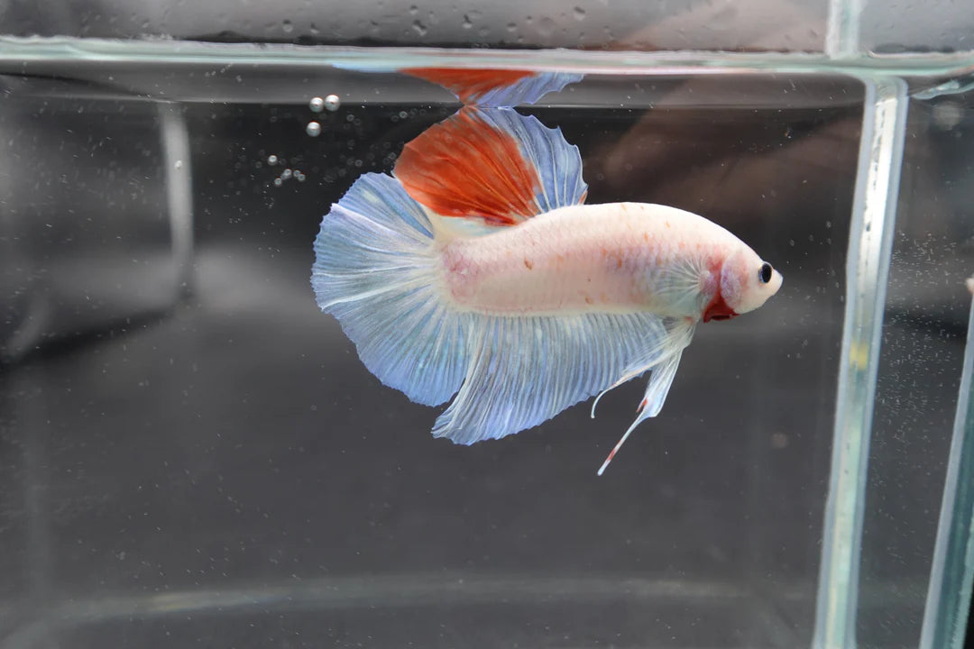 Competition Giant Koi Betta Fish (MALE)
