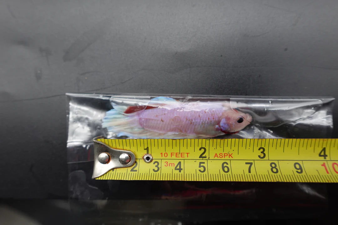 Competition Giant Koi Betta Fish (MALE)