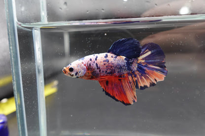 Rare Giant Multicolors Betta Fish (Male)