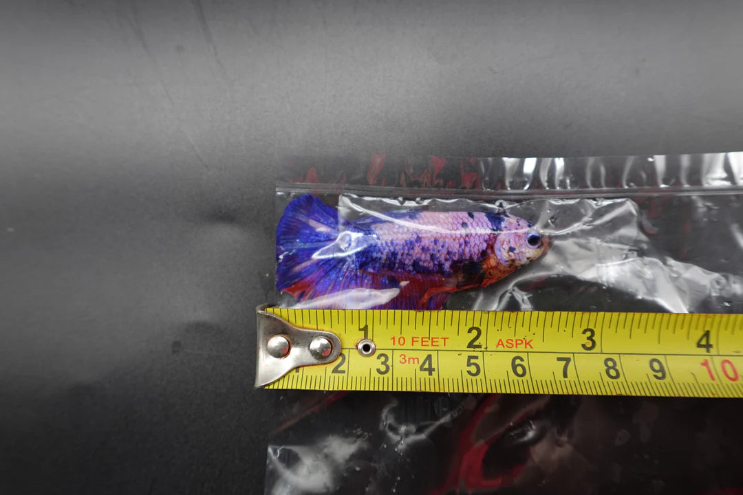 Rare Giant Multicolors Betta Fish (Male)