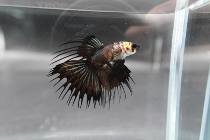 Competition grade - Crowntail Cow Pattern Betta Fish (MALE)