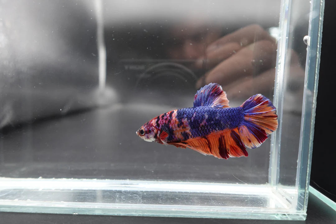 Rare Giant Multicolors Betta Fish (Male)