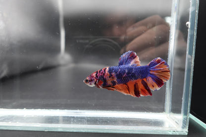 Rare Giant Multicolors Betta Fish (Male)