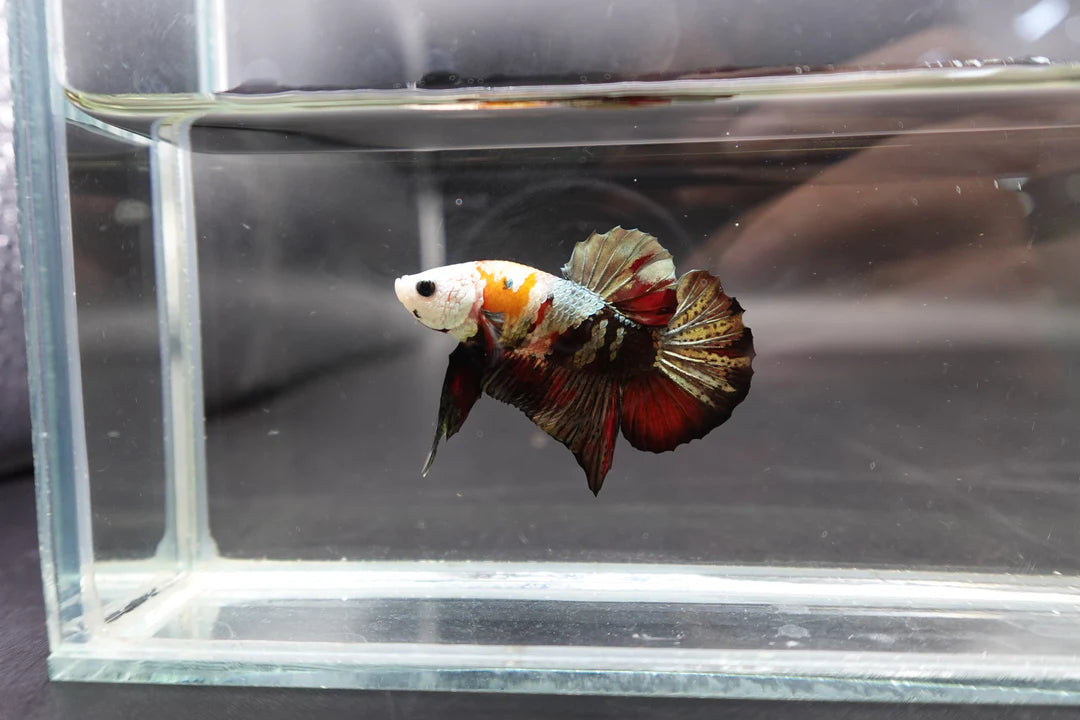 Competition grade - Multicolors White Face Betta Fish (MALE)