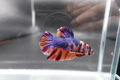 Rare Giant Multicolors Betta Fish (Male)