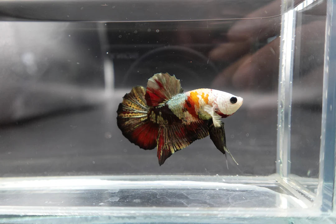 Competition grade - Multicolors White Face Betta Fish (MALE)